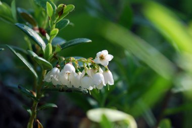 Foxberry (Vaccinium vitis-idaea) clipart