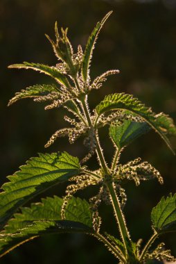 Great nettle (Urtica dioica) clipart