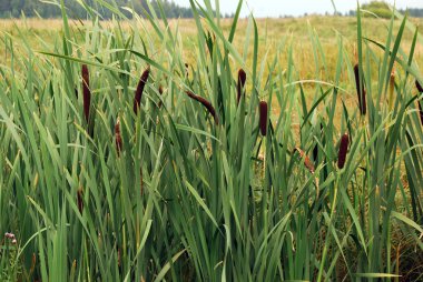 Reed (Scirpus) clipart