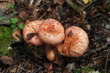 Mushrooms (Lactarius torminosus) clipart