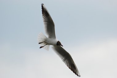 Gull (Larus ridibundus)