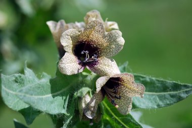 Henbane (Hyoscyamus niger) clipart