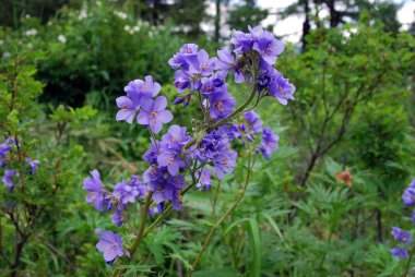 Greek valerian (Polemonium caeruleum) clipart