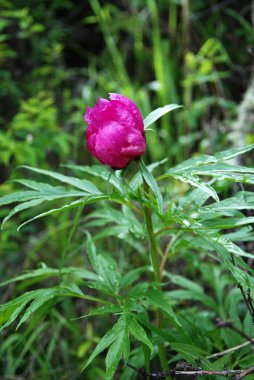 Şakayık (Paeonia)