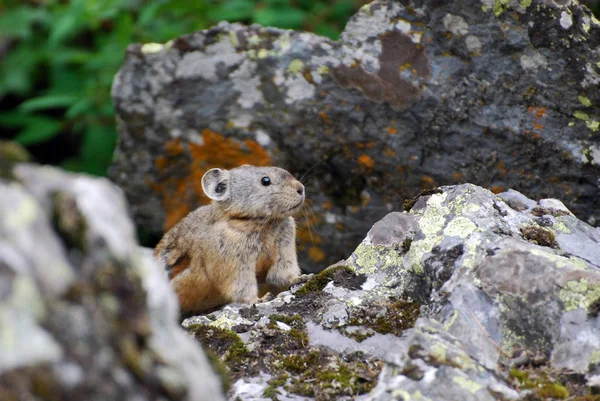 Conejo de roca (Ochotona ) —  Fotos de Stock