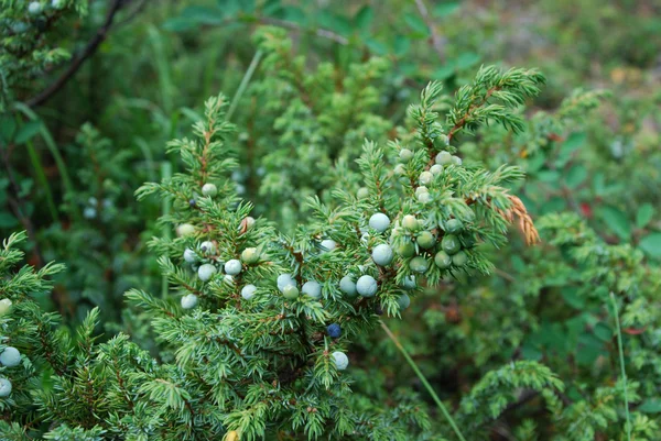 Enebro (Juniperus ) — Foto de Stock