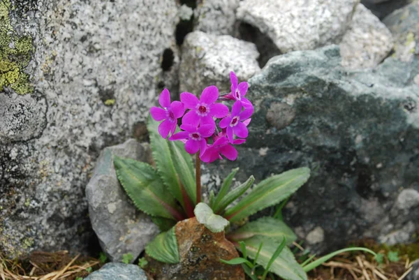 Primula (Primula nivalis) ) — Photo