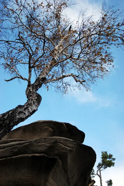 Vidoeiro, rocha e céu — Fotografia de Stock
