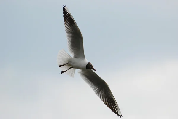 Gull (Larus ridibundus) — стокове фото
