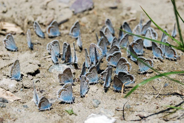 Blå fjärilar — Stockfoto