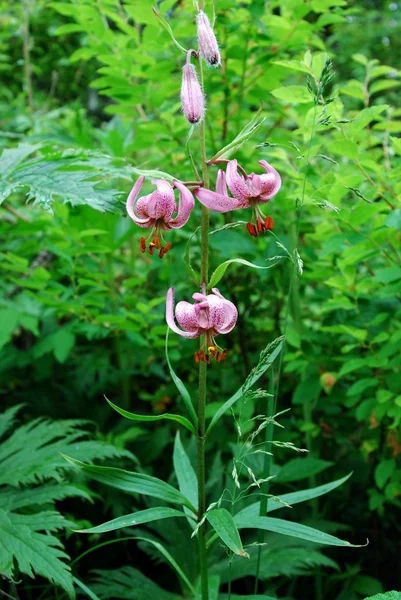 Lírio-martagon (Lilium martagon ) — Fotografia de Stock