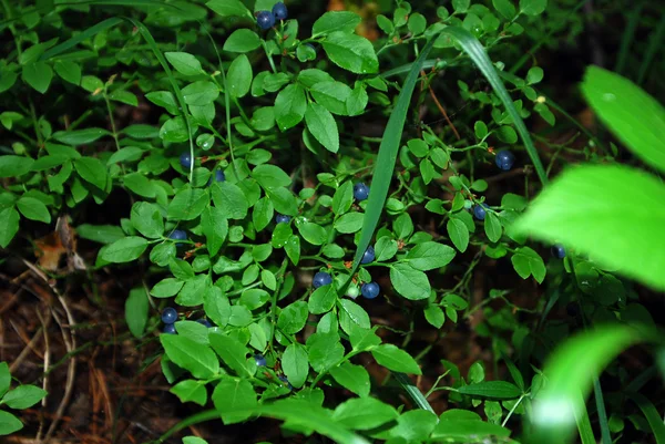 월 귤 나무속 (Vaccinium myrtillus) 스톡 사진