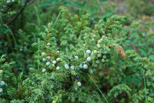 Enebro (Juniperus ) Fotos de stock