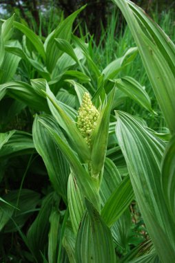 Hellebore (Veratrum) clipart