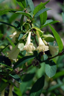 Honeysuckle (Lonicera) clipart