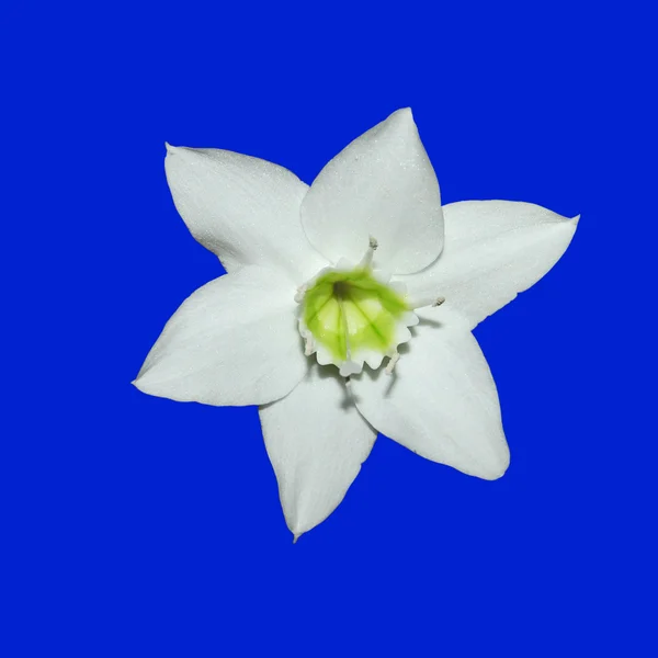 Amazon lily (Eucharis grandiflora) Jogdíjmentes Stock Fotók