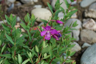 Sally-bloom (Chamaenerion latifolium)