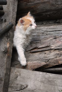 kırsal yavru kedi