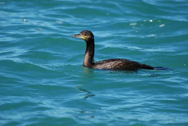 stock image Cormorant