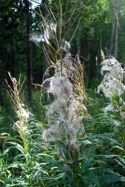 Fireweed (Epilobium angustifolium) — Stok fotoğraf