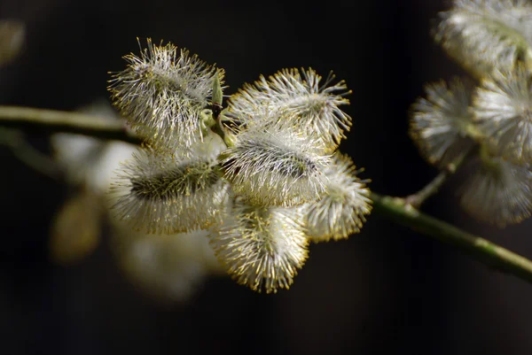 Pussy willow — Stock Photo, Image