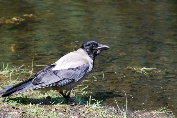 Drinking crow — Stock Photo, Image