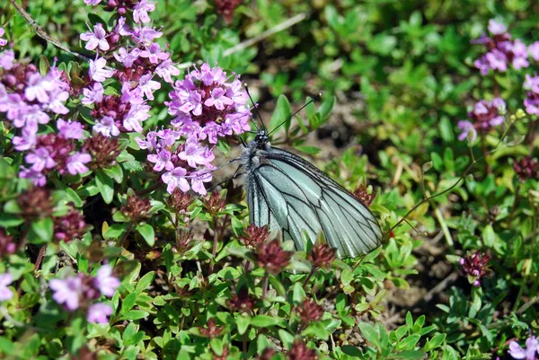 Motýl na tymián květiny — Stock fotografie