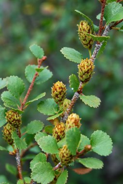 Branch of dwarf birch with flowers clipart