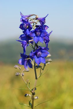 Delphinium (Delphínium) clipart