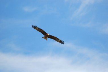 Black kite (Milvus migrans) clipart