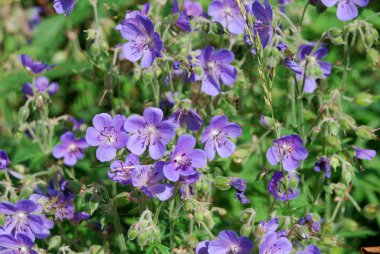 Meadow geranium (Geranium pratense) clipart