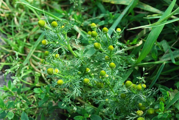 Vahşi Kadife çiçeği (Matricaria suaveolens) — Stok fotoğraf