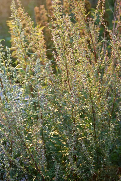 Ajenjo (Artemisia ) Imagen de stock
