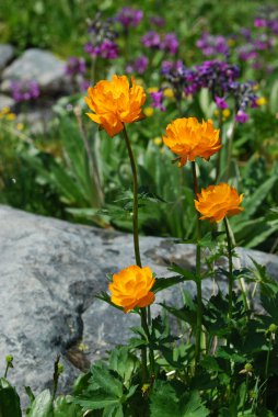 Çift Kişilik düğün çiçeği (Trollius altaicus)