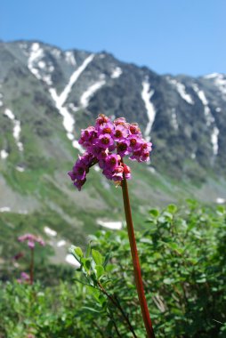 Bergenia (Bergenia crassifolia) clipart