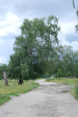 eski huş ağacı ve yol