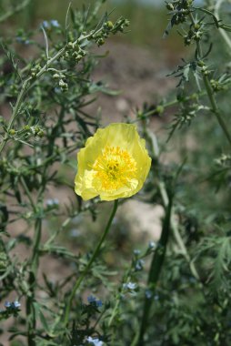 Poppy (Papaver) clipart