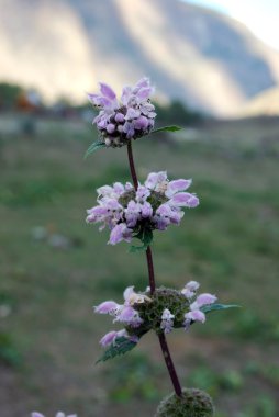 Sage-leaf mullein (Phlomoides tuberosa) clipart