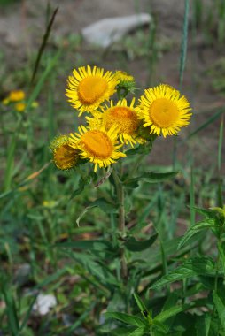 Elecampane (Inula) clipart