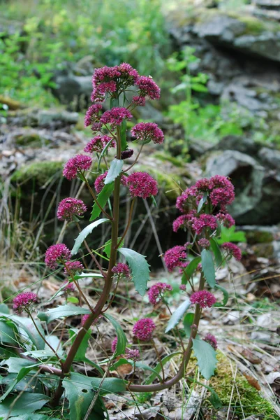 Stonecrop (Hylotelephium triphyllum) ) — стоковое фото
