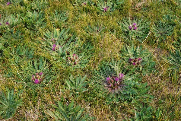 Cardo do solo (Cirsium esculentum ) — Fotografia de Stock