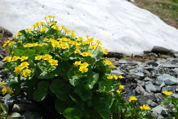 Цветы и снег — стоковое фото