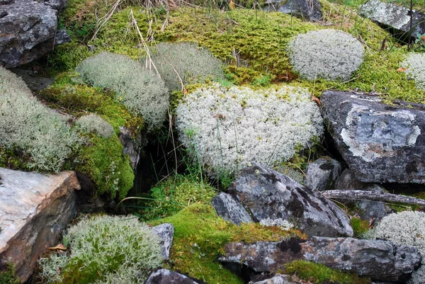 Moss の異なる種と地衣類 — ストック写真