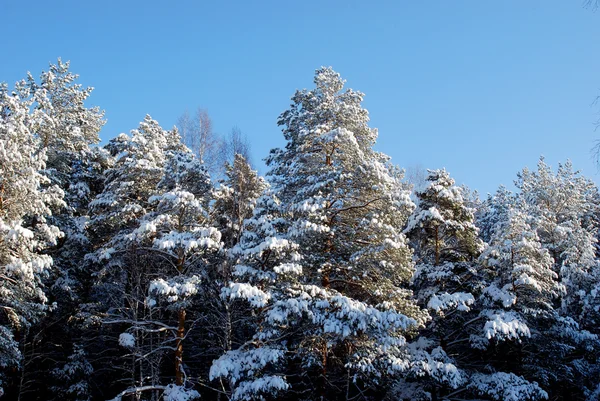 Bos op zonnige winterdag — Stockfoto