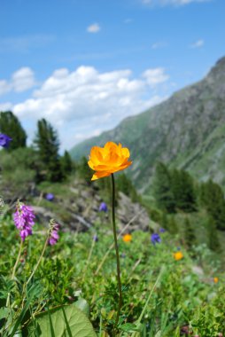 Çift Kişilik düğün çiçeği (Trollius altaicus)