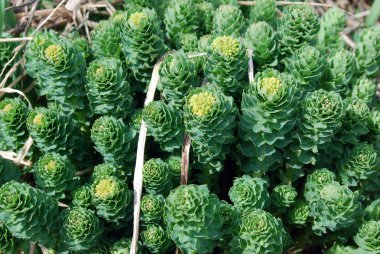 Rhodiola rosea clipart