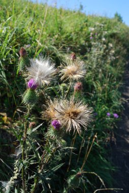 Thistle (Cirsium vulgare)