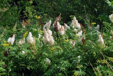 Meadowsweet (Filipendula ulmaria) clipart