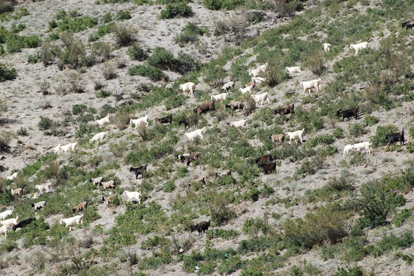 山羊和绵羊的羊群 — 图库照片