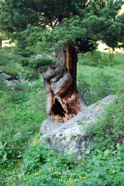 삼목 (Cedrus) — 스톡 사진